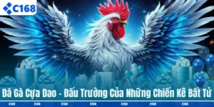 Đá gà cựa dao