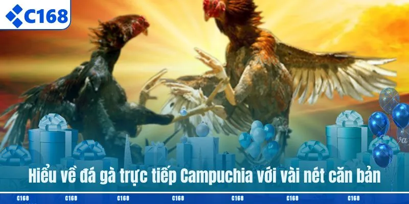 Hiểu về đá gà trực tiếp Campuchia với vài nét căn bản